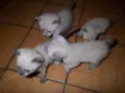 Lindos filhotes