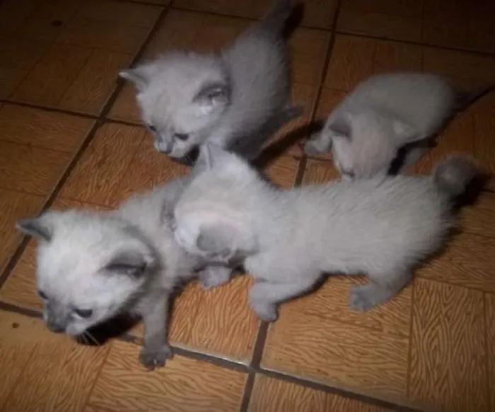 Gato ra a SRD idade  nome Lindos filhotes