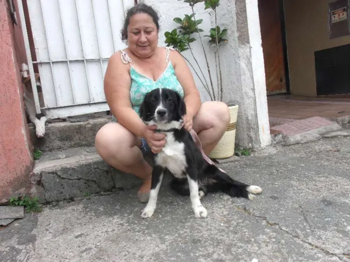 Cachorro ra a boder collie idade 7 a 11 meses nome Bento