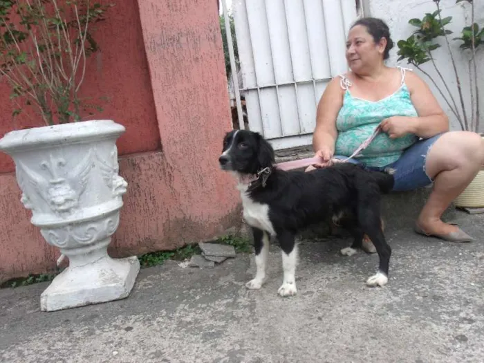 Cachorro ra a boder collie idade 7 a 11 meses nome Bento