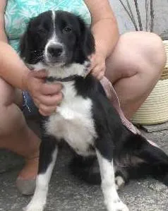 Cachorro ra a boder collie idade 7 a 11 meses nome Bento