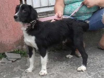 Cachorro ra a boder collie idade 7 a 11 meses nome Bento