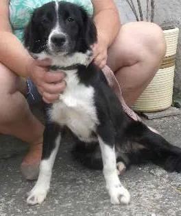 Cachorro ra a boder collie idade 7 a 11 meses nome Bento