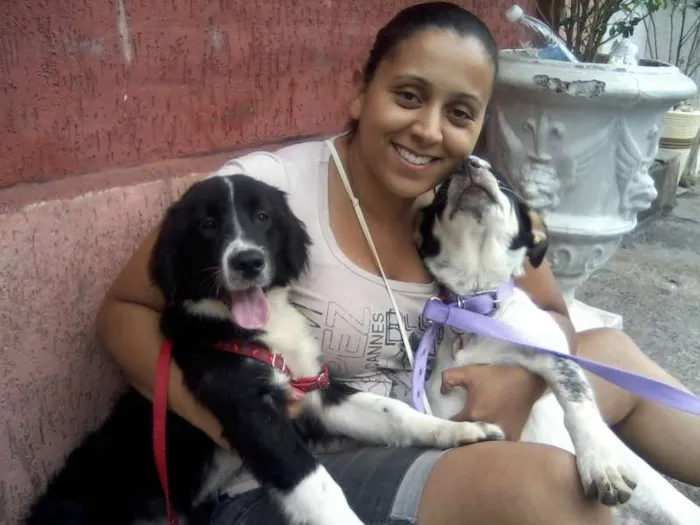 Cachorro ra a boder collie idade 7 a 11 meses nome Bento