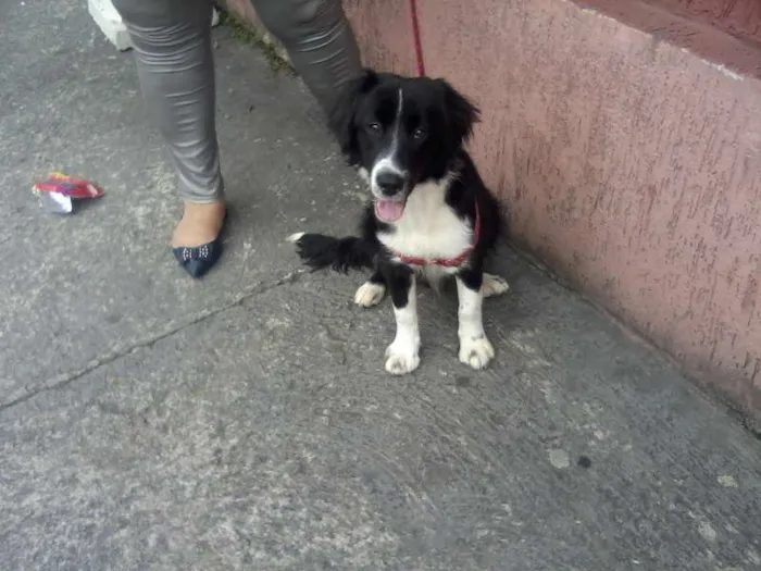 Cachorro ra a boder collie idade 7 a 11 meses nome Bento