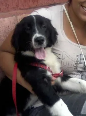 Cachorro raça boder collie idade 7 a 11 meses nome Bento