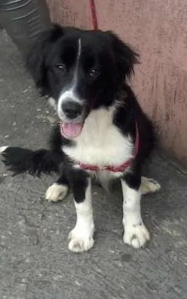 Cachorro ra a boder collie idade 7 a 11 meses nome Bento