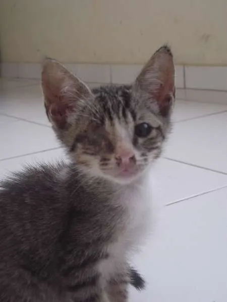 Gato raça SRD idade Abaixo de 2 meses nome Luan e Zanha