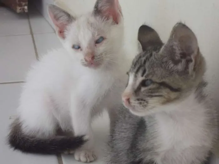 Gato raça SRD idade Abaixo de 2 meses nome Luan e Zanha