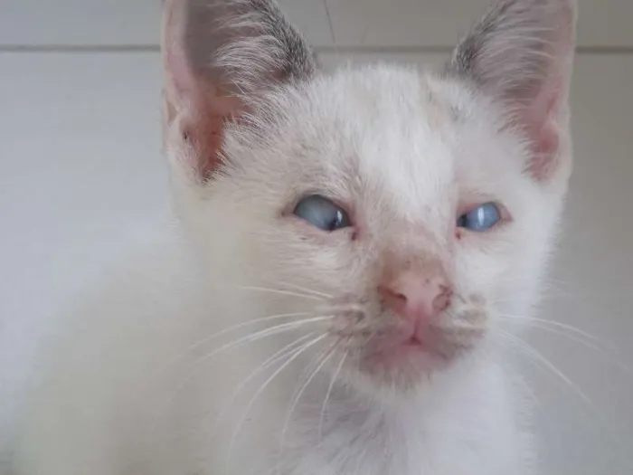 Gato raça SRD idade Abaixo de 2 meses nome Luan e Zanha