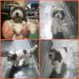 FILOMENA