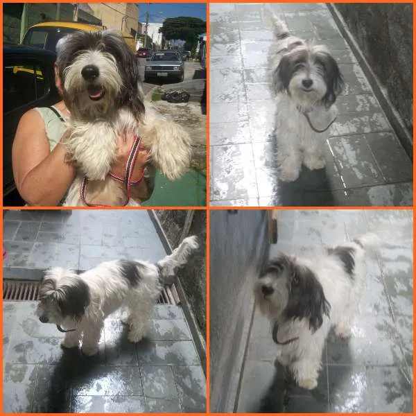 Cachorro ra a SRD idade 1 ano nome FILOMENA