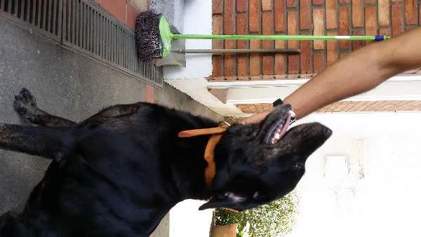 Cachorro ra a Labrador idade 3 anos nome LARA