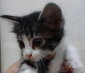 Gato raça  idade 2 a 6 meses nome Mia, Frajolinha e M