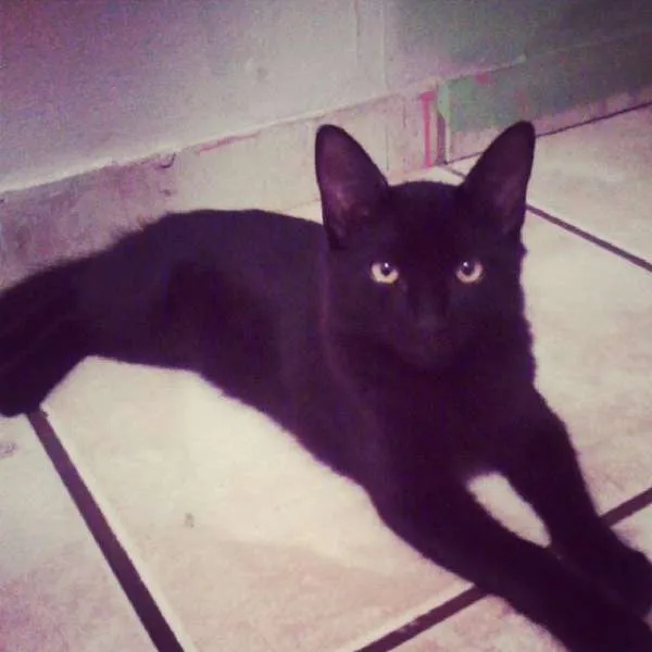 Gato ra a Angorá idade 2 a 6 meses nome Cléoo- Zorro-Cheira