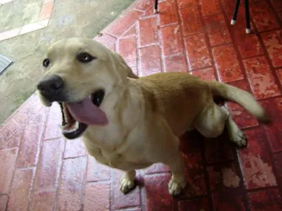 Cachorro raça Labrador idade 5 anos nome Polaco