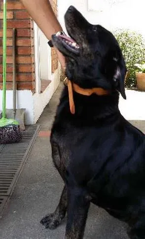 Cachorro raça Labrador idade 3 anos nome LARA