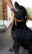 LARA