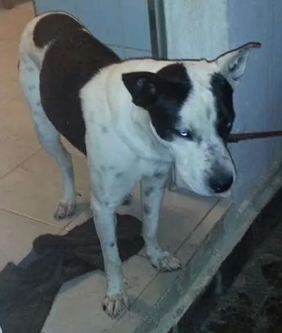 Cachorro raça Pit-Bull idade 1 ano nome não tem