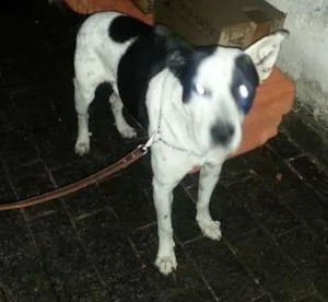 Cachorro raça Pit-Bull idade 1 ano nome não tem
