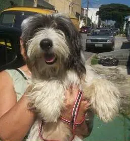 Cachorro raça SRD idade 1 ano nome FILOMENA