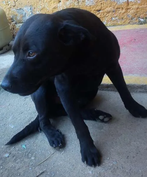 Cachorro ra a SRD idade 2 anos nome Thor
