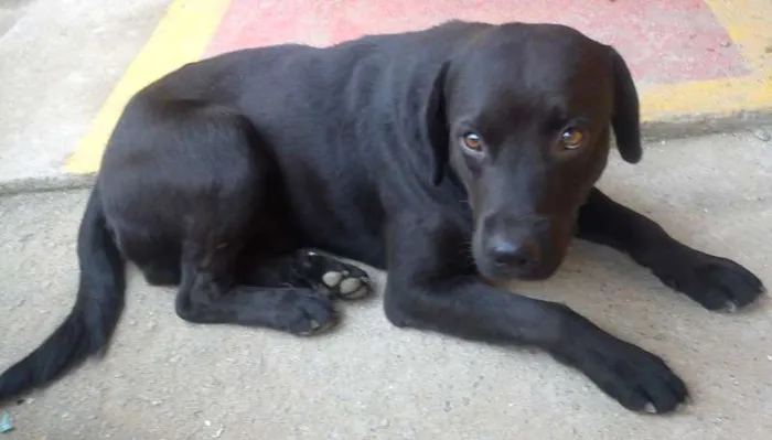 Cachorro ra a SRD idade 2 anos nome Thor