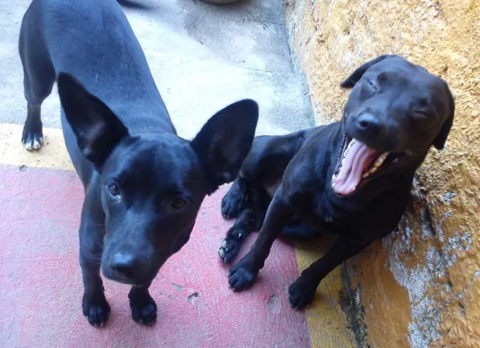 Cachorro ra a SRD idade 2 anos nome Thor
