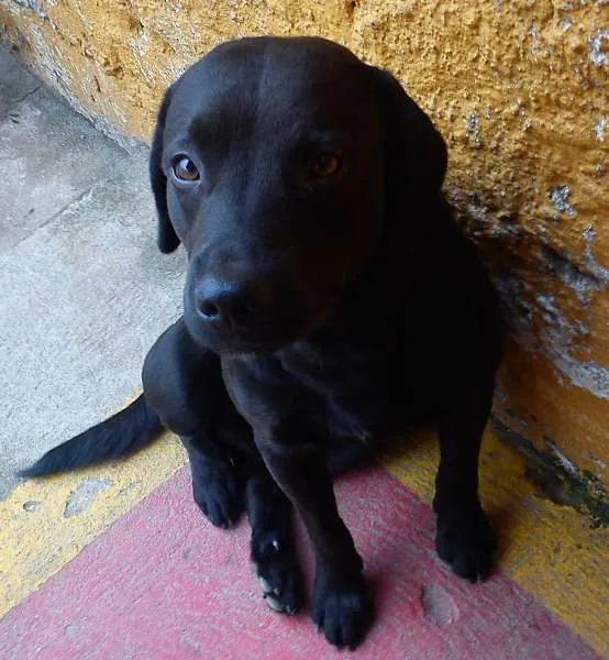 Cachorro ra a SRD idade 2 anos nome Thor