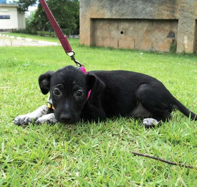 Cachorro ra a SRD idade 2 a 6 meses nome Filhotes