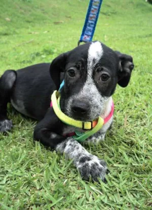 Cachorro raça SRD idade 2 a 6 meses nome Filhotes
