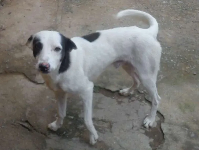 Cachorro ra a SRD idade 3 anos nome Bandit