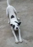 Bandit
