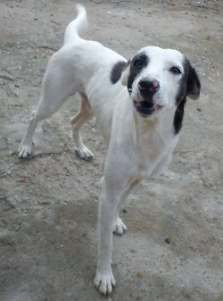Cachorro ra a SRD idade 3 anos nome Bandit