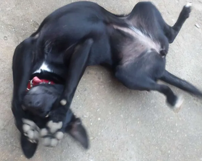 Cachorro ra a SRD idade 7 a 11 meses nome Neguinha