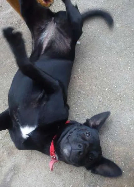 Cachorro ra a SRD idade 7 a 11 meses nome Neguinha
