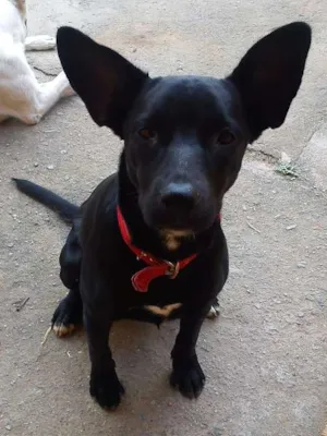 Cachorro raça SRD idade 7 a 11 meses nome Neguinha