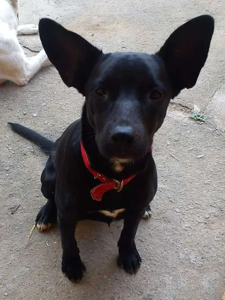 Cachorro ra a SRD idade 7 a 11 meses nome Neguinha