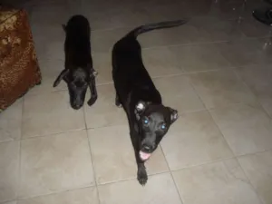 Cachorro raça Viralata idade 2 a 6 meses nome Lupita e Lupercio