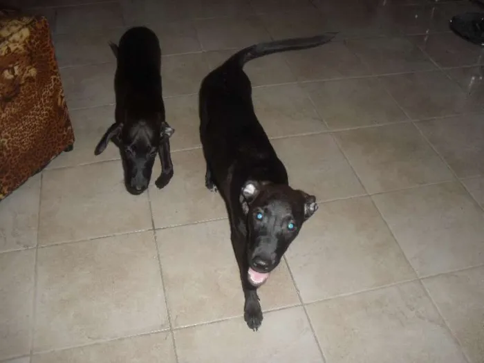 Cachorro ra a Viralata idade 2 a 6 meses nome Lupita e Lupercio