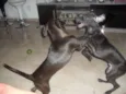 Lupita e Lupercio