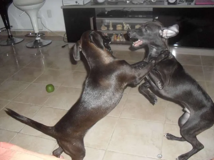 Cachorro ra a Viralata idade 2 a 6 meses nome Lupita e Lupercio