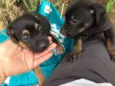 Bebes