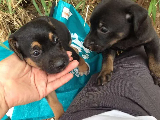 Cachorro raça Vira-lata idade 2 a 6 meses nome Bebes