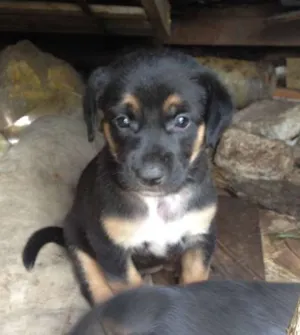 Cachorro raça Vira-lata idade 2 a 6 meses nome Bebes