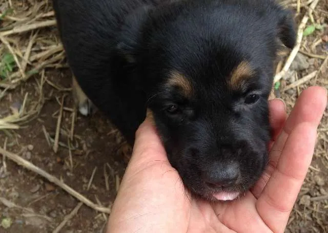 Cachorro raça Vira-lata idade 2 a 6 meses nome Bebes