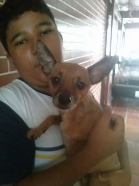 Cachorro ra a Pinscher idade 4 anos nome Rex