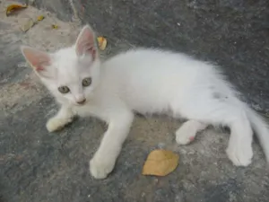 Gato raça SRD idade 1 ano nome sem nome