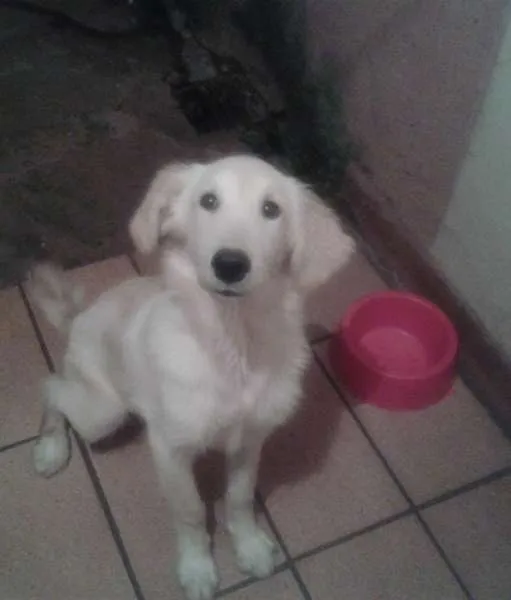 Cachorro ra a Goldem idade 2 a 6 meses nome Boris