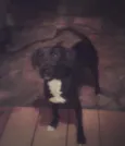 Salomé